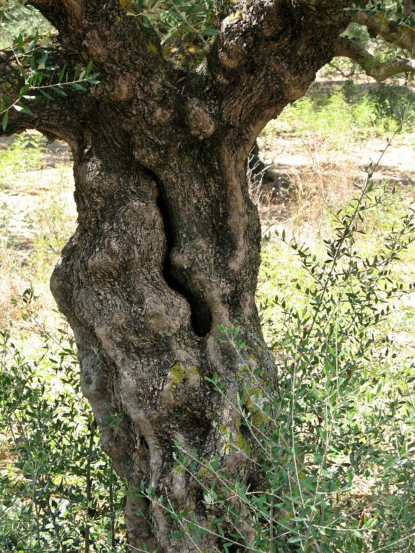 IMG_4455.jpg - Oliva