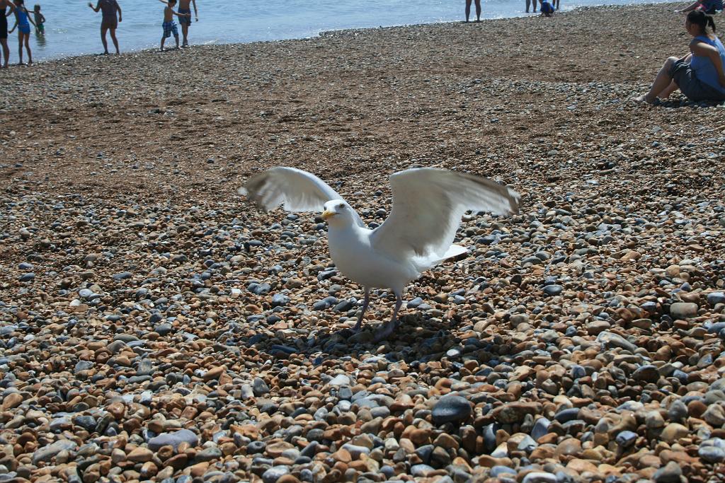 130706-114.JPG - Hastings