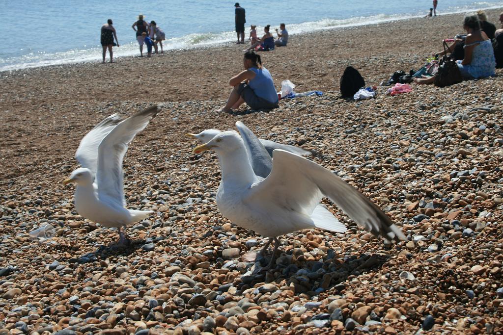 130706-117.JPG - Hastings