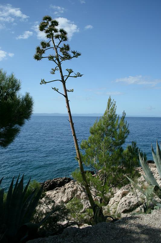 100927-080.jpg - Agáve