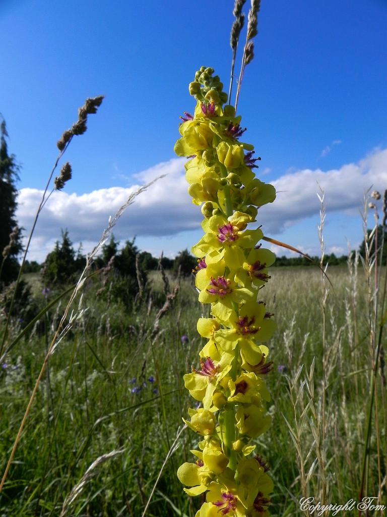 DSCN6781.jpg - ostrov Muhu
