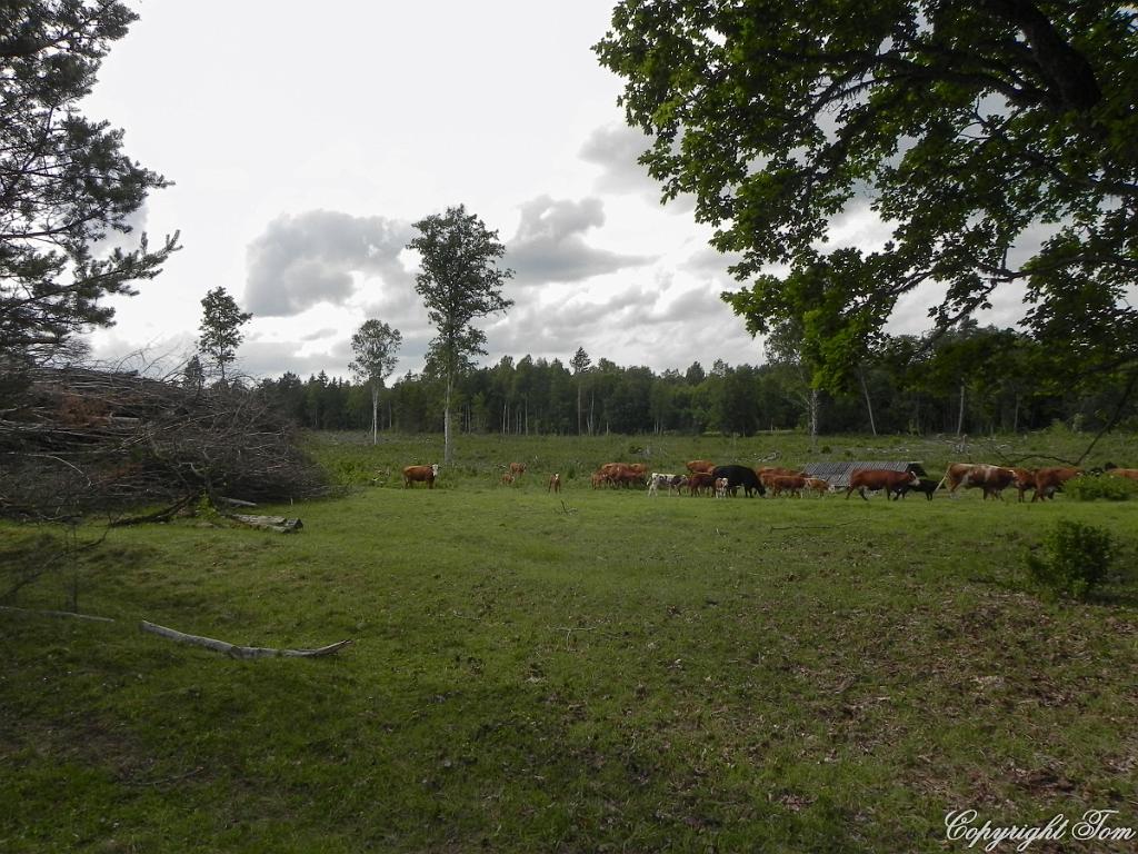 DSCN6881.jpg - ostrov Saaremaa