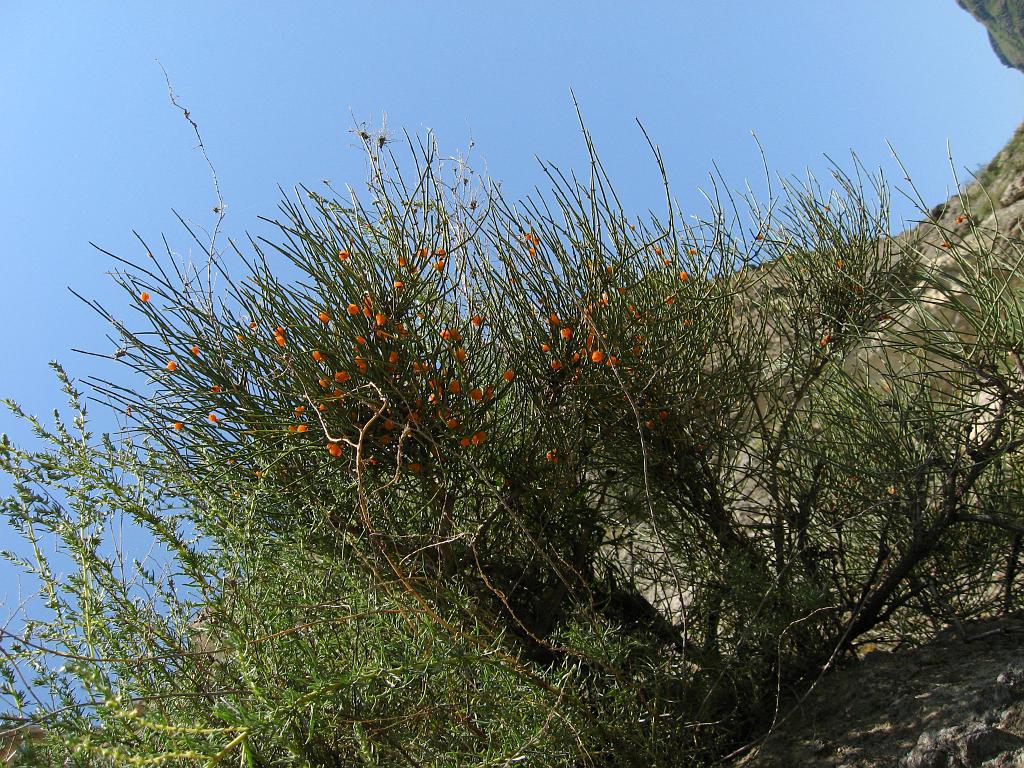 IMG_5235.jpg
