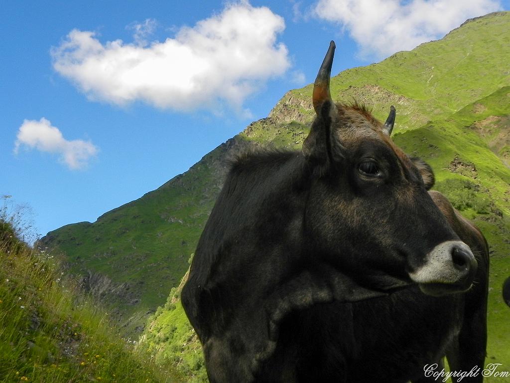 DSCN7723.jpg - Svanetie