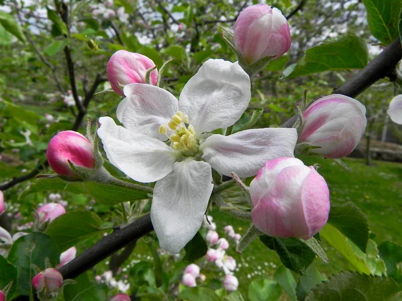 DSCN0687.jpg