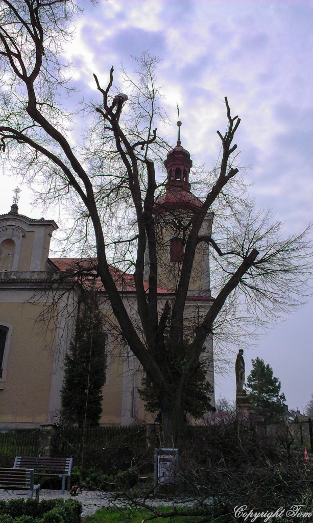 IMAG0216.jpg - Květy Českého krasu
