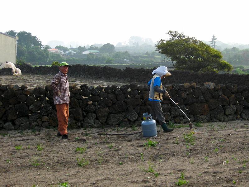 IMG_7563.jpg - JEJU - island