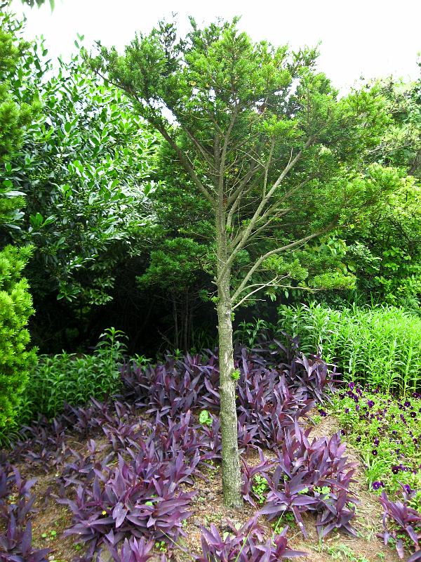 IMG_7696.jpg - JEJU - island