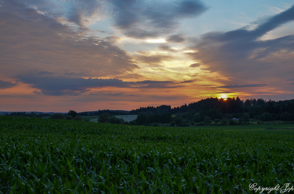 DSC_0271.jpg