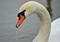 _SAM9232