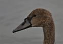 _SAM9235