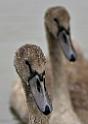 _SAM9284