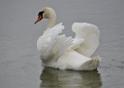 _SAM9527