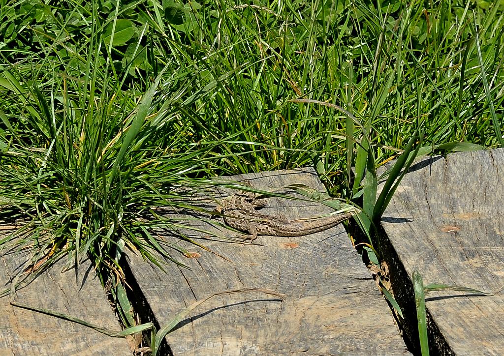 duben_063_04.jpg - Dombas