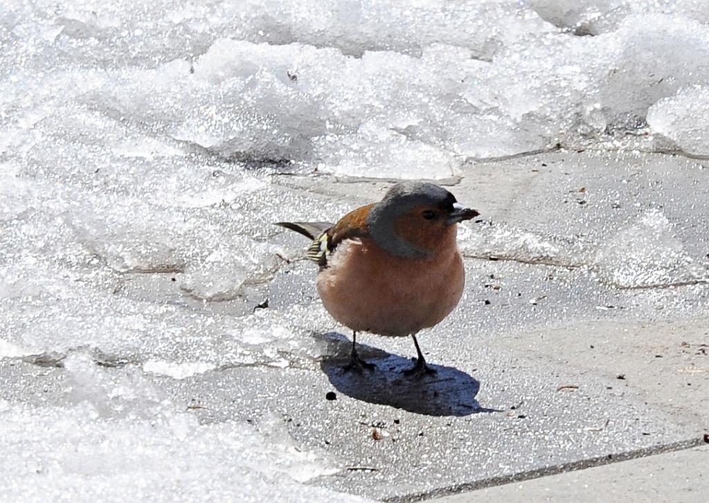 kveten_001_12.jpg - Praděd