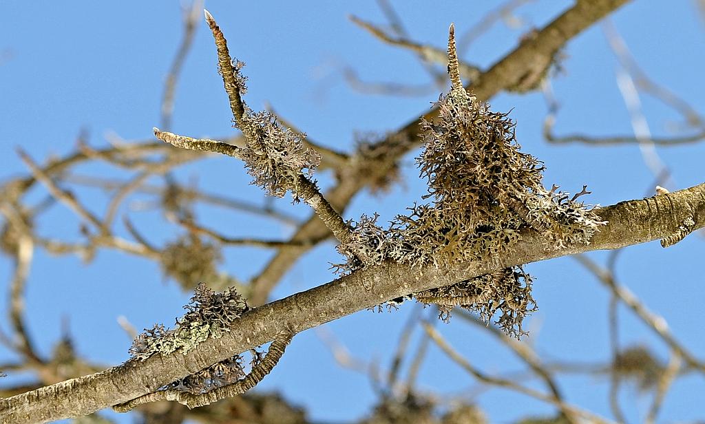 kveten_001_15.jpg - Praděd