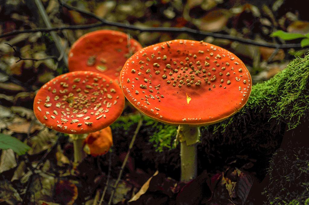 zari_004_05.jpg - Rok 2017