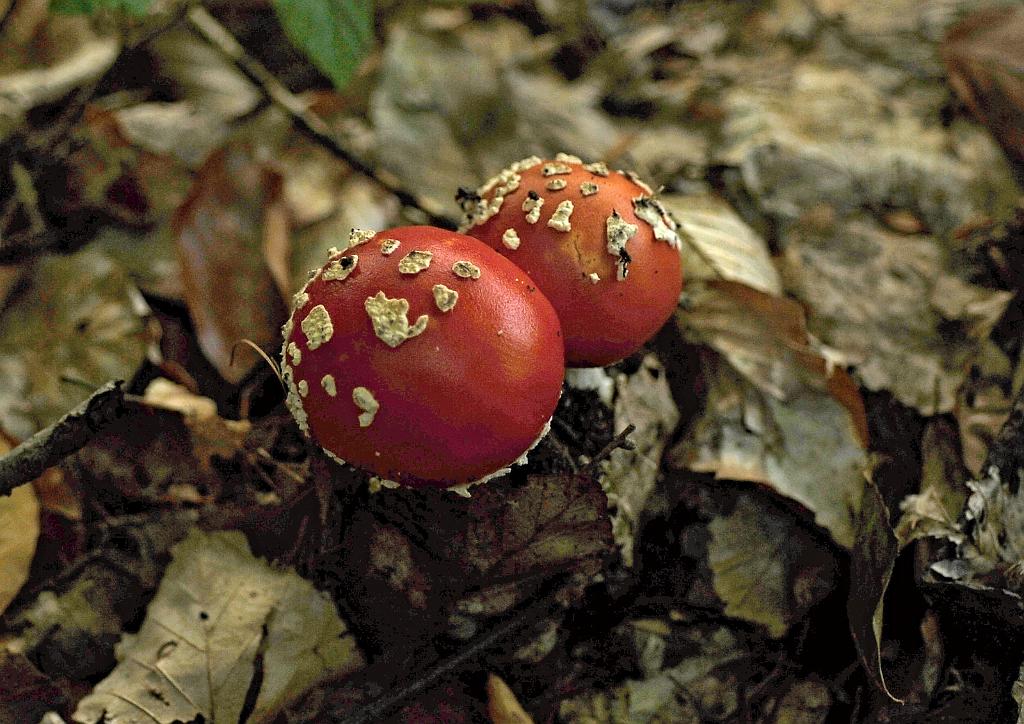 zari_004_06.jpg - Rok 2017