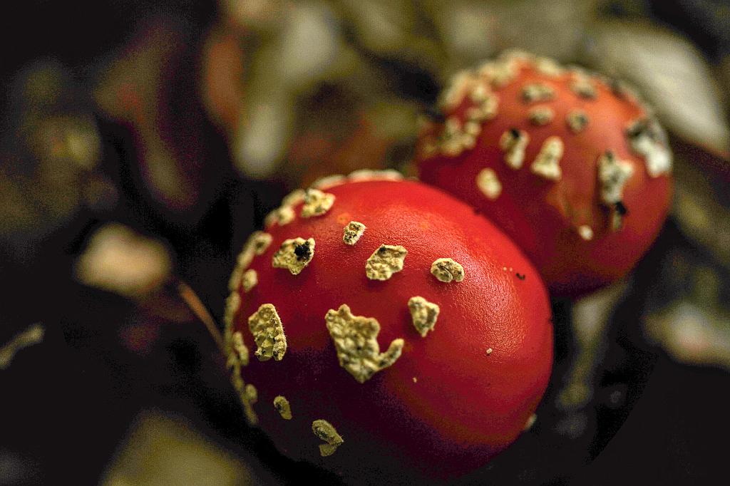 zari_004_07.jpg - Rok 2017