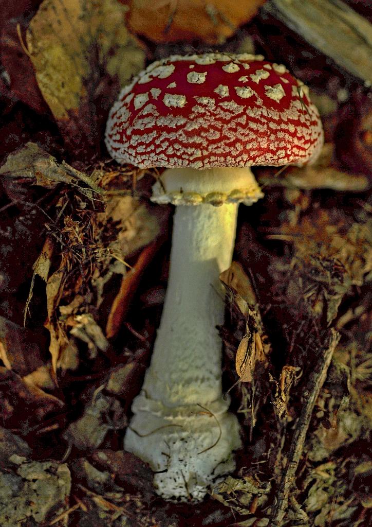 zari_004_08.jpg - Rok 2017