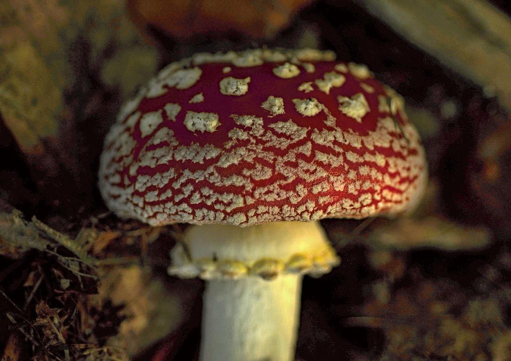 zari_004_09.jpg - Rok 2017