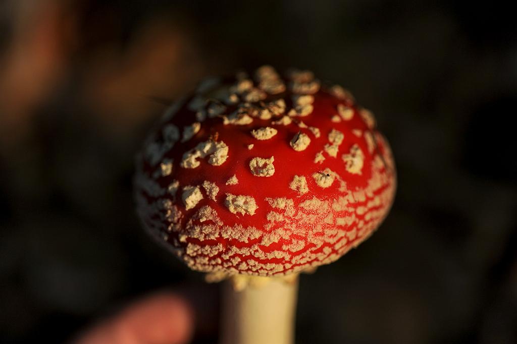 zari_004_11.jpg - Rok 2017