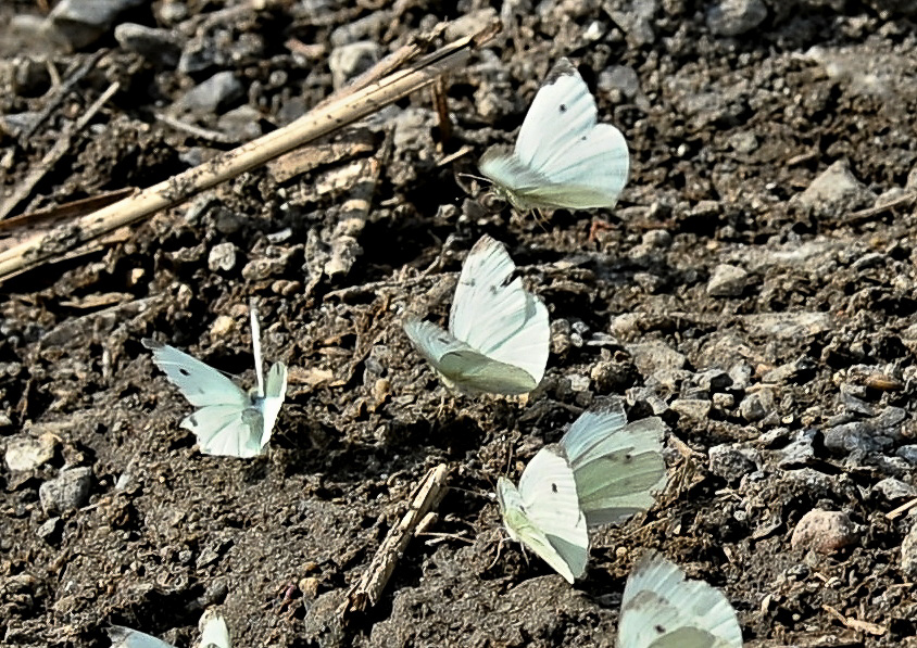 zari_012_03.jpg - Tovačov