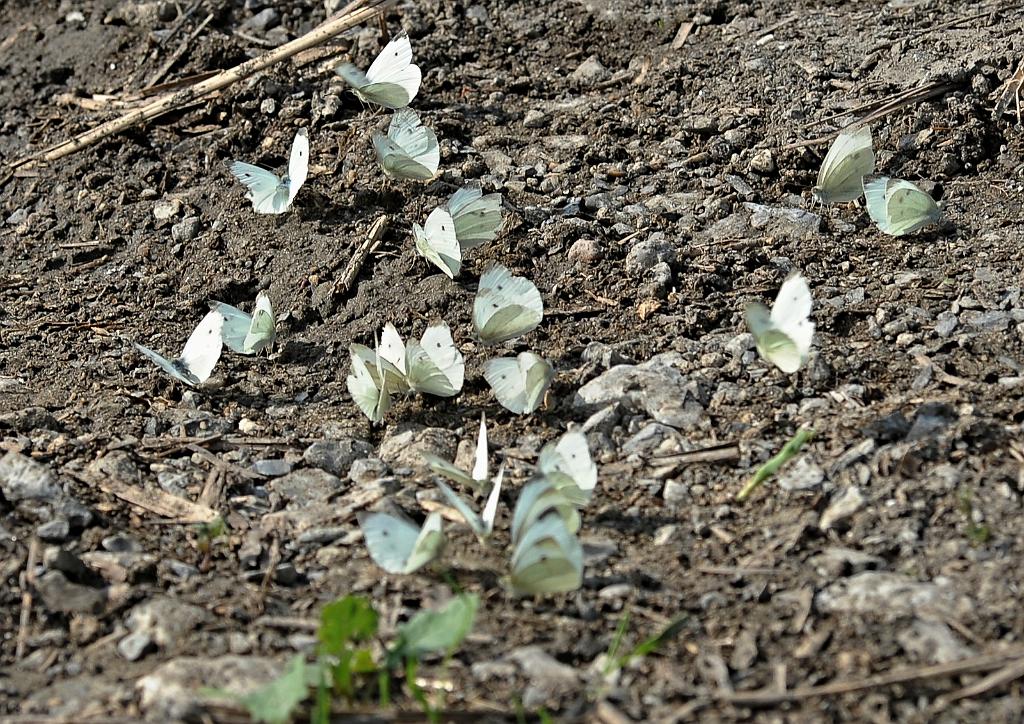 zari_012_04.jpg - Tovačov