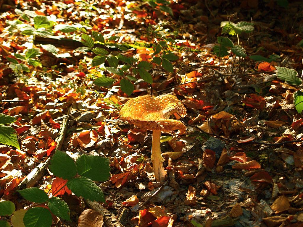 PA0438361.jpg