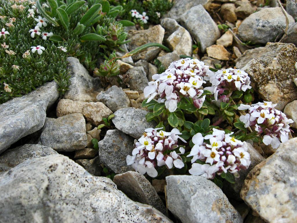 IMG_3537.jpg - Ilgaz Dagi Milli Parki
