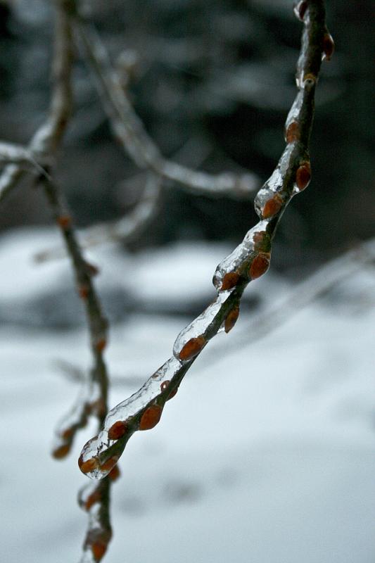 101225-23.jpg - Ledovka