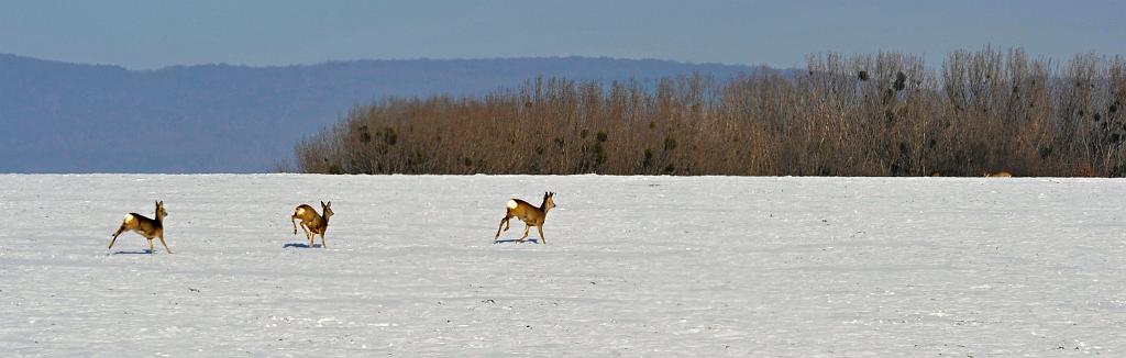 001_068.JPG